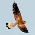 Обыкновенная пустельга фото (Falco tinnunculus) - изображение №755 onbird.ru.<br>Источник: www.birdfinders.co.uk